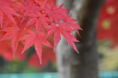 もみじ