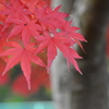 もみじ