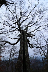 榛ノ木丸東尾根