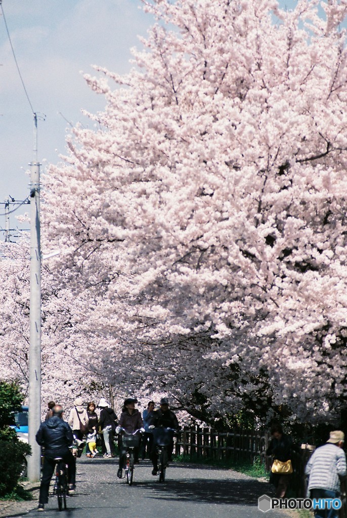 桜花往来