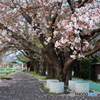 廃駅の桜（筑波鉄道真壁駅跡）