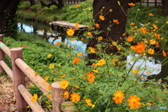 新河岸川の秋
