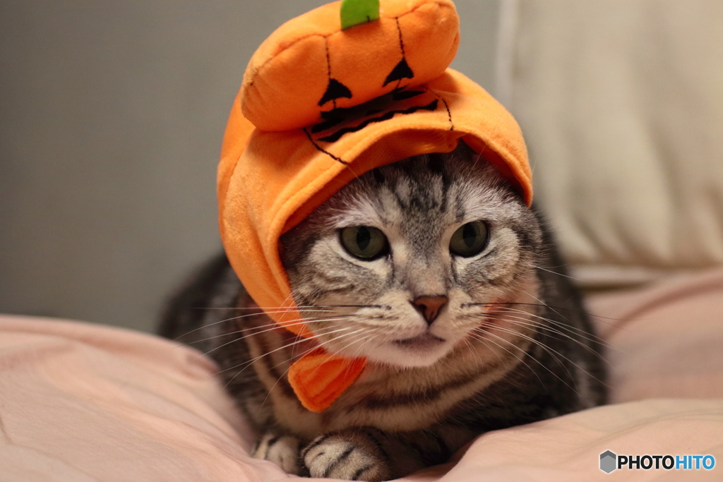 ハロウィン仕様