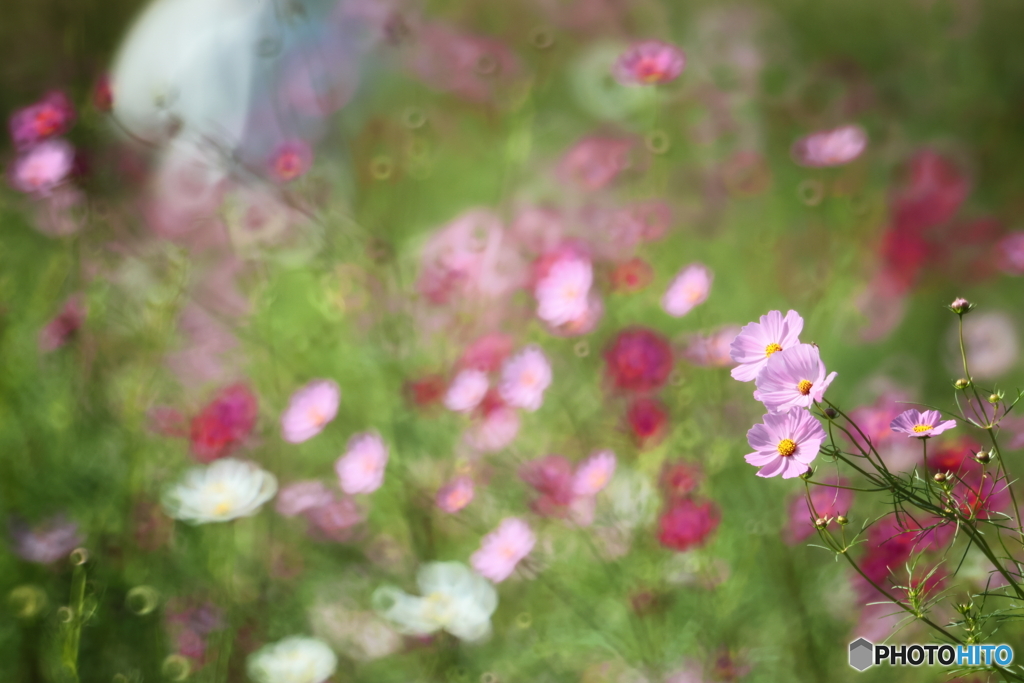 秋桜とリングボケ
