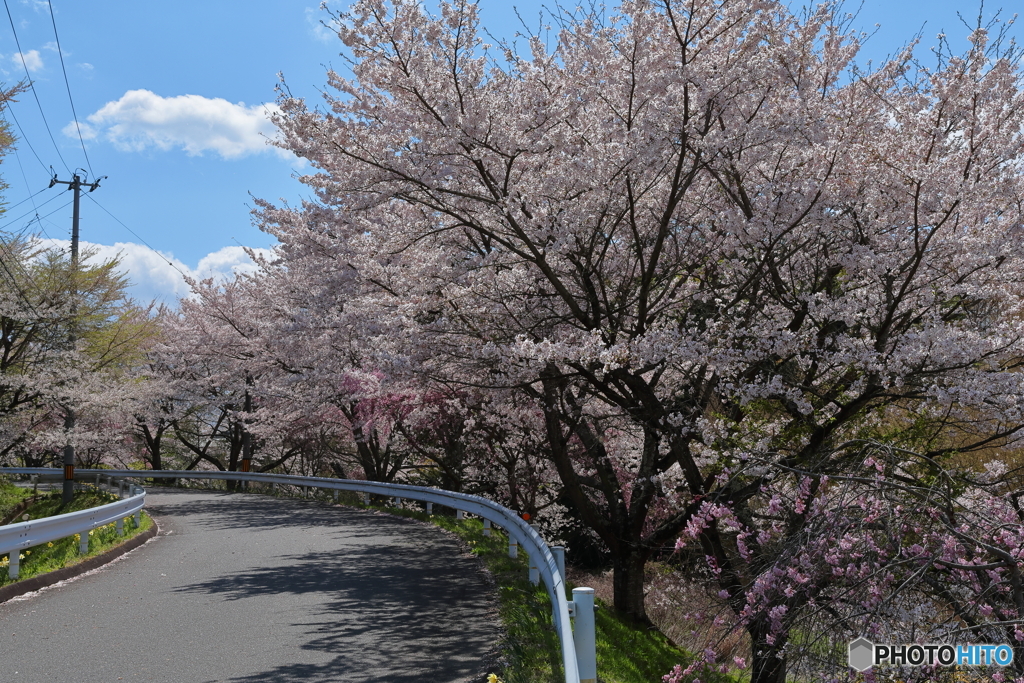 滝桜に行く道