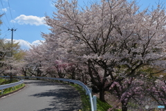 滝桜に行く道