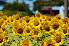 Sunflowers