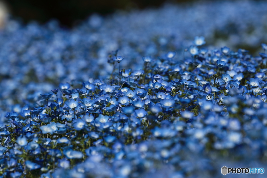 青くて小さい花の群れ