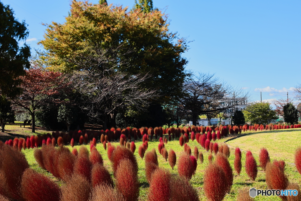 コキアが染まる季節
