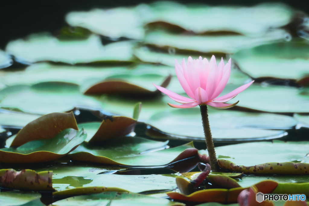 Water Lily