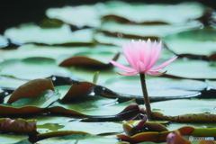 Water Lily