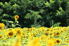 孤高の花