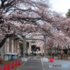 御神木，咲く。