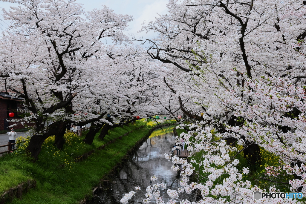 誉桜