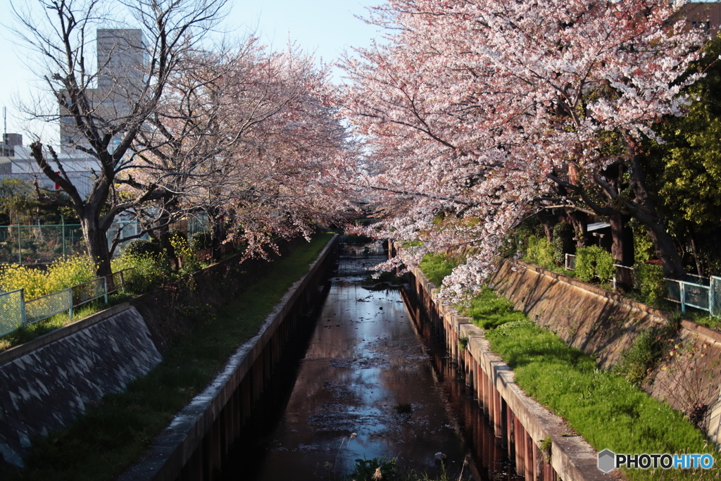 まだ散らない桜