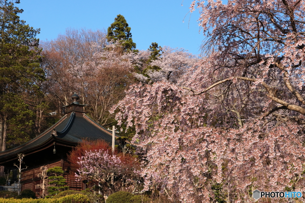 福聚寺のベニシダレ