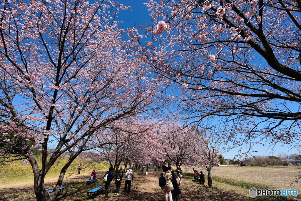 お花見日和