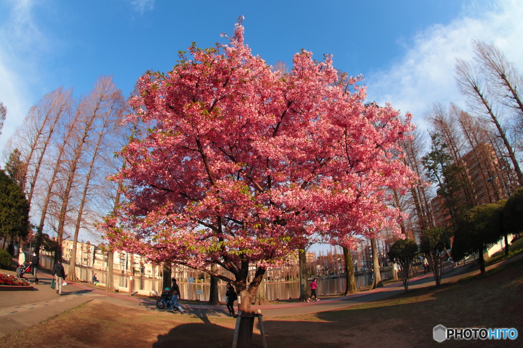 満開の河津桜