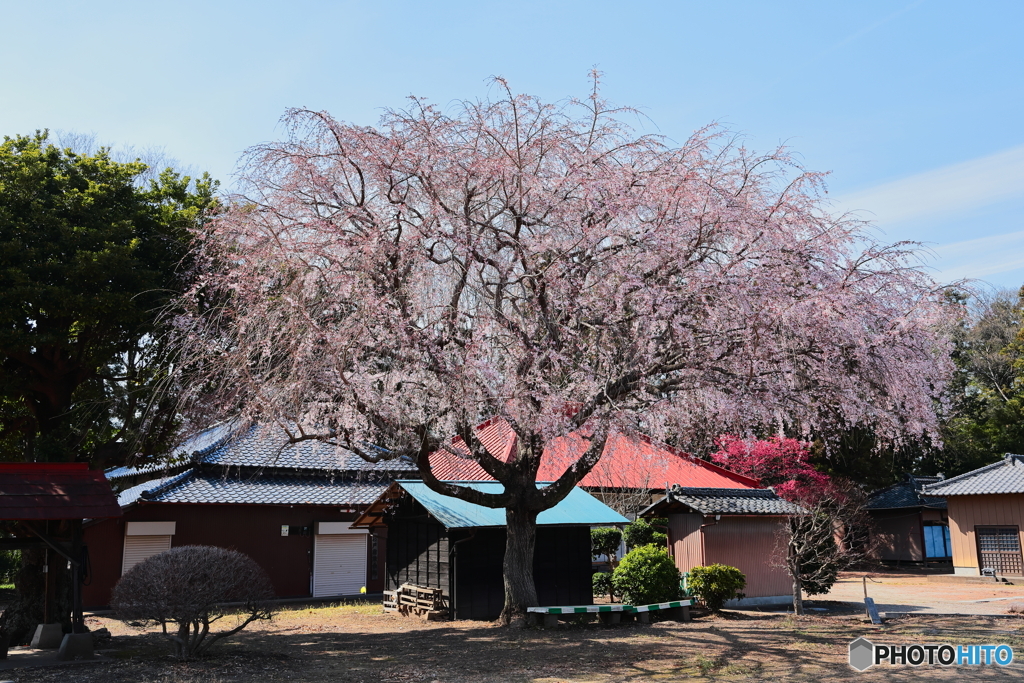 滝桜のこども