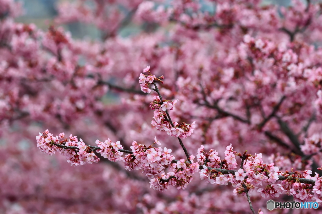 河津桜