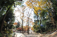 秋の井の頭公園