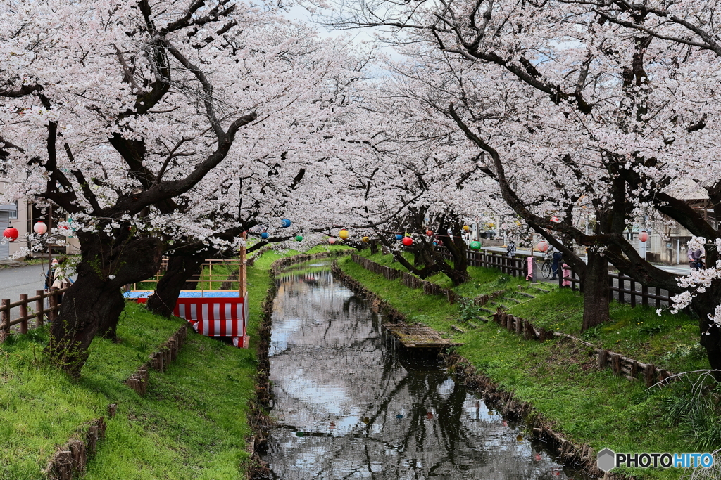 神社裏の桜
