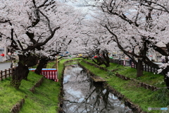 神社裏の桜
