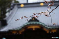 寺と桜