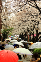 桜の花と傘の花