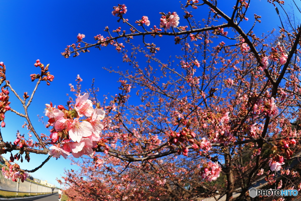 青空と桜