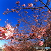 青空と桜