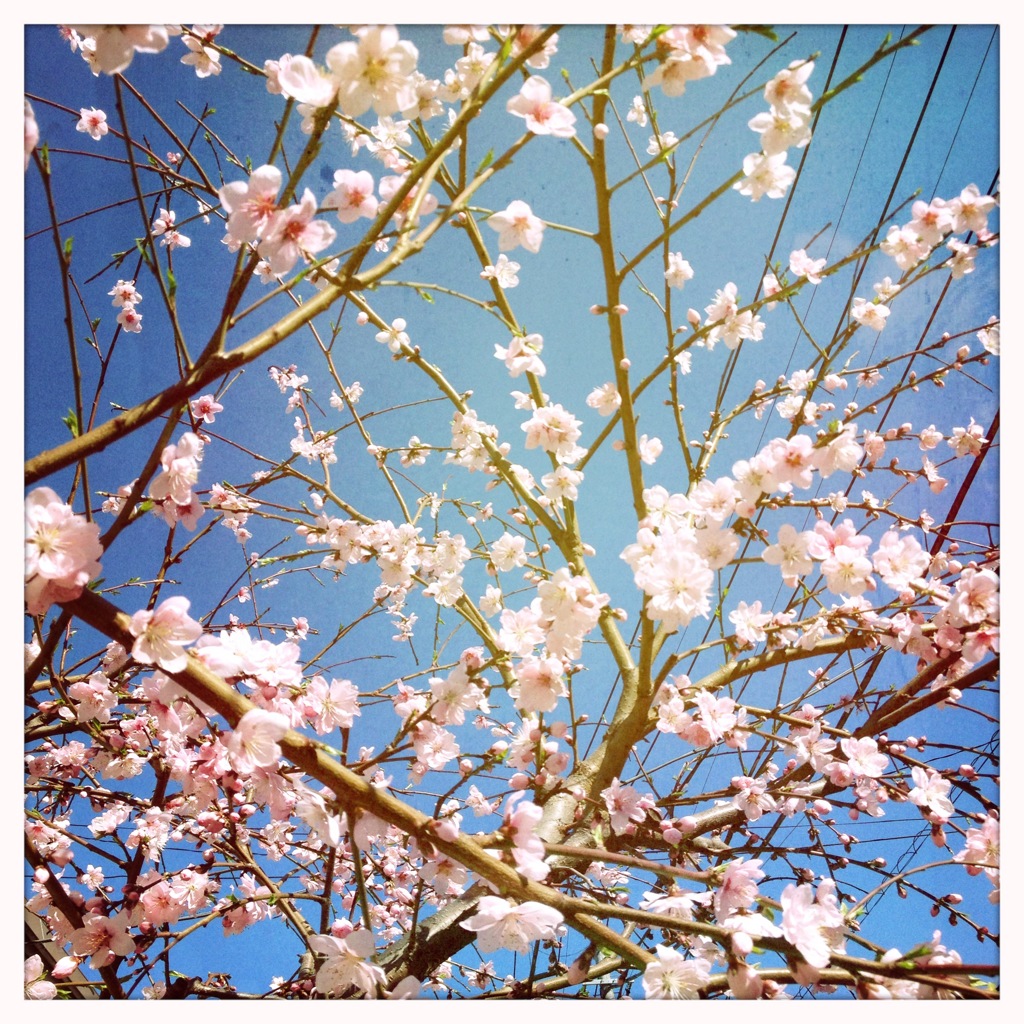 桜、満開