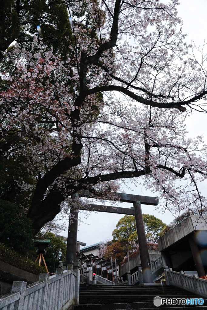 雨と桜と