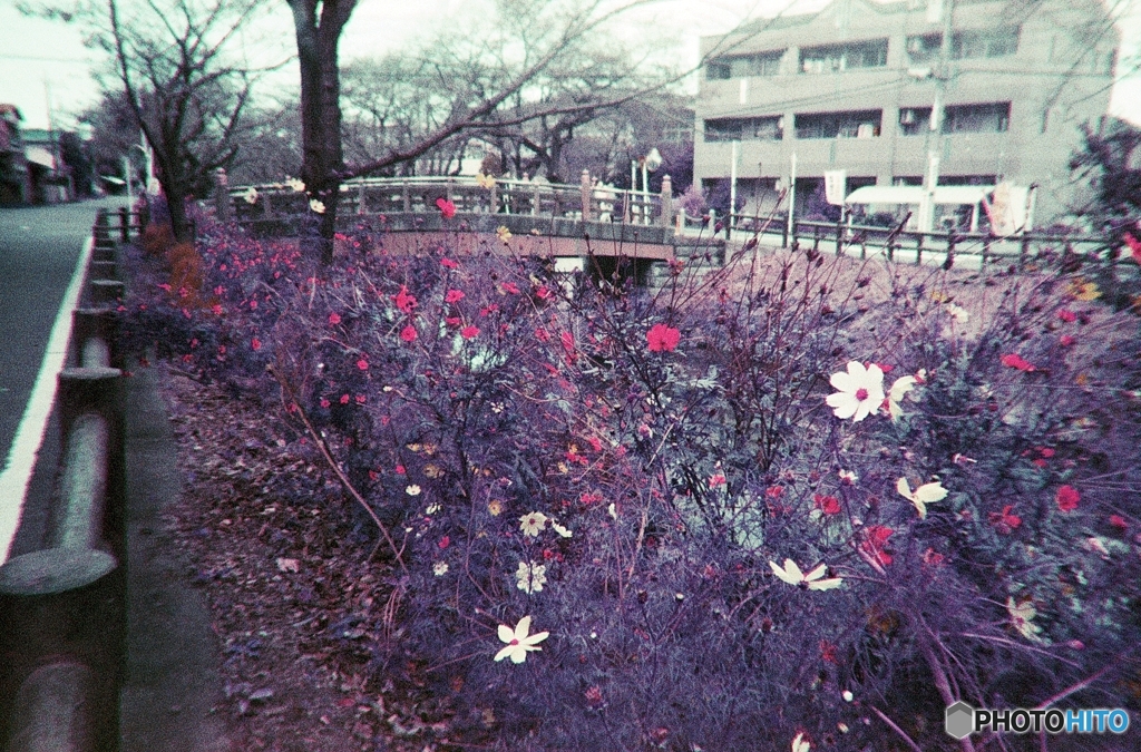 LOMOCHROME PURPLE 試写