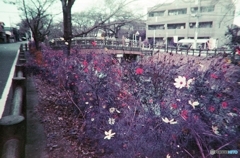 LOMOCHROME PURPLE 試写