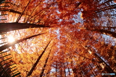 紅葉に包まれて