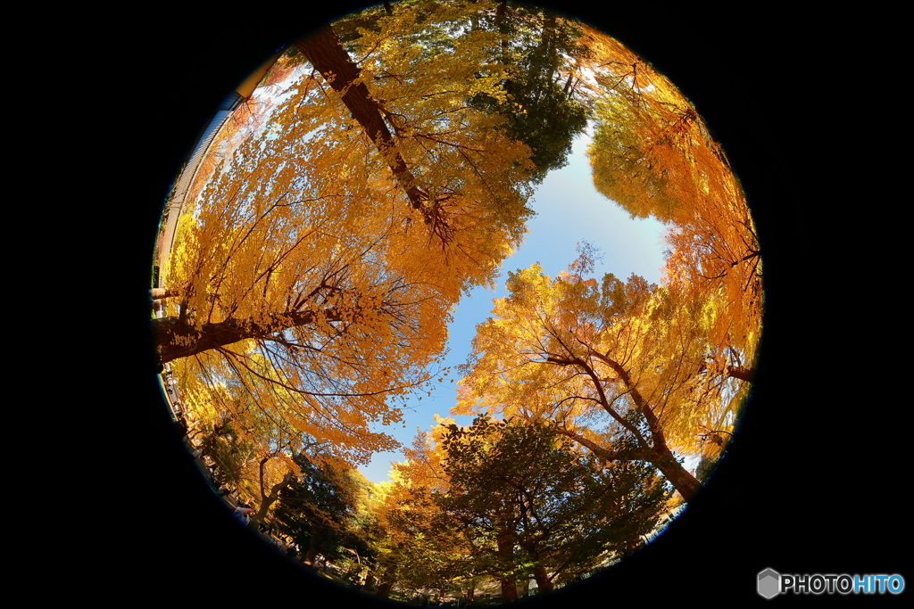 紅葉サラウンド