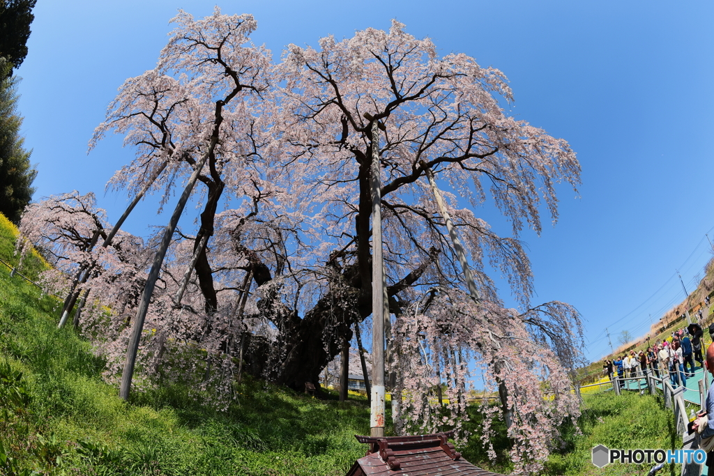 三春滝桜　2024