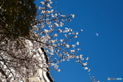 城と桜と上弦の月