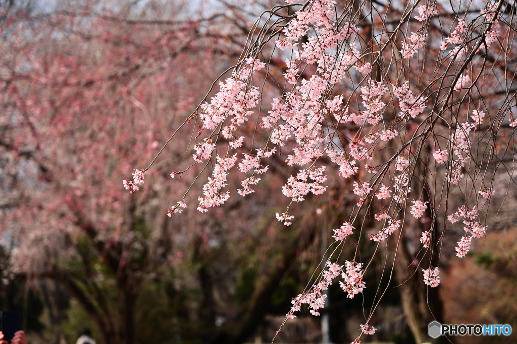 桜の季節