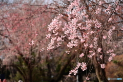 桜の季節