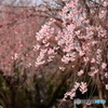 桜の季節