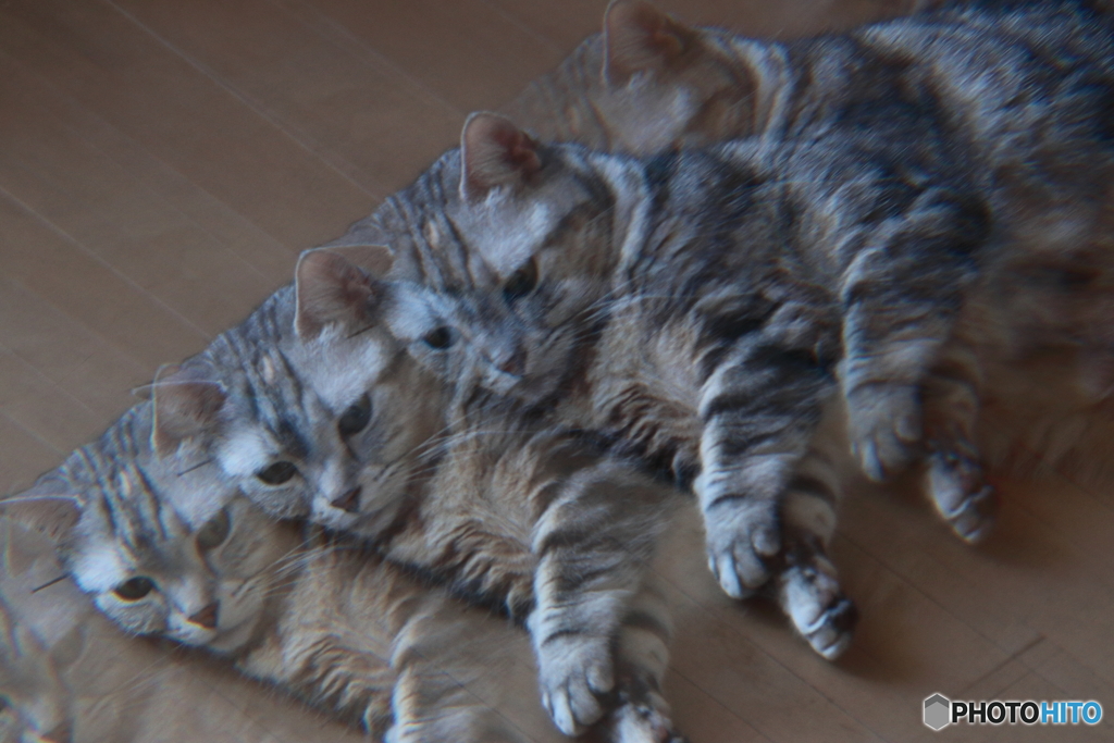 ネコの日2022　その１