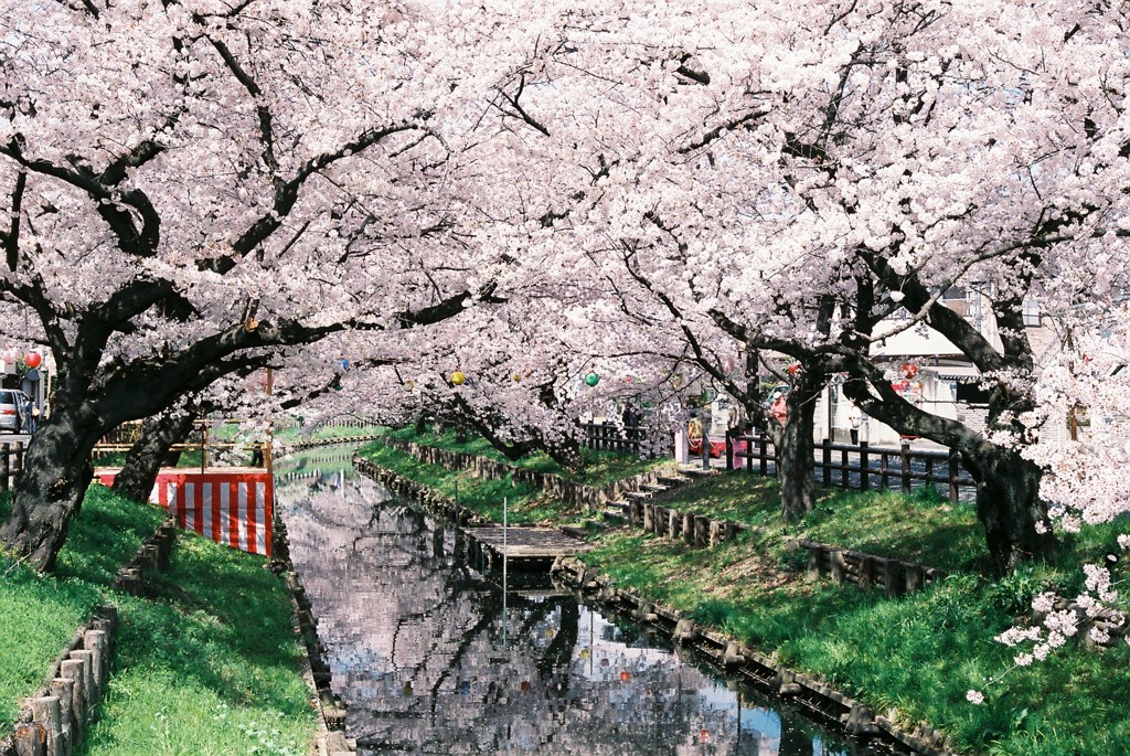 新河岸川の桜（FILM VERSION）