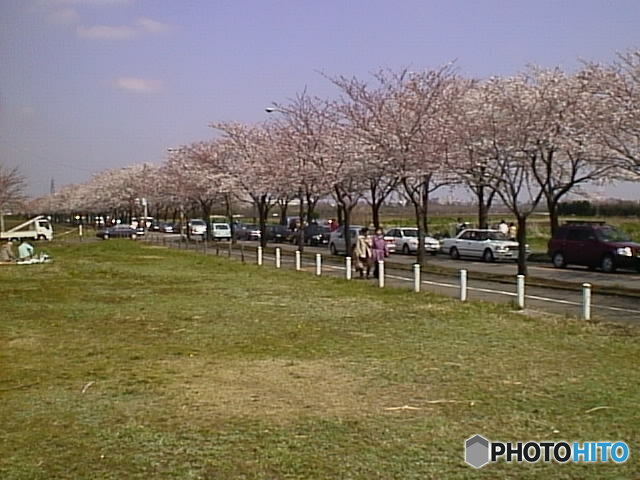 海軍道路の桜並木