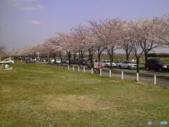 海軍道路の桜並木