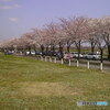 海軍道路の桜並木