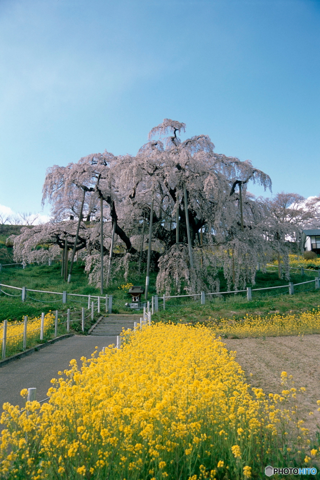 三春・滝桜　Ｆ