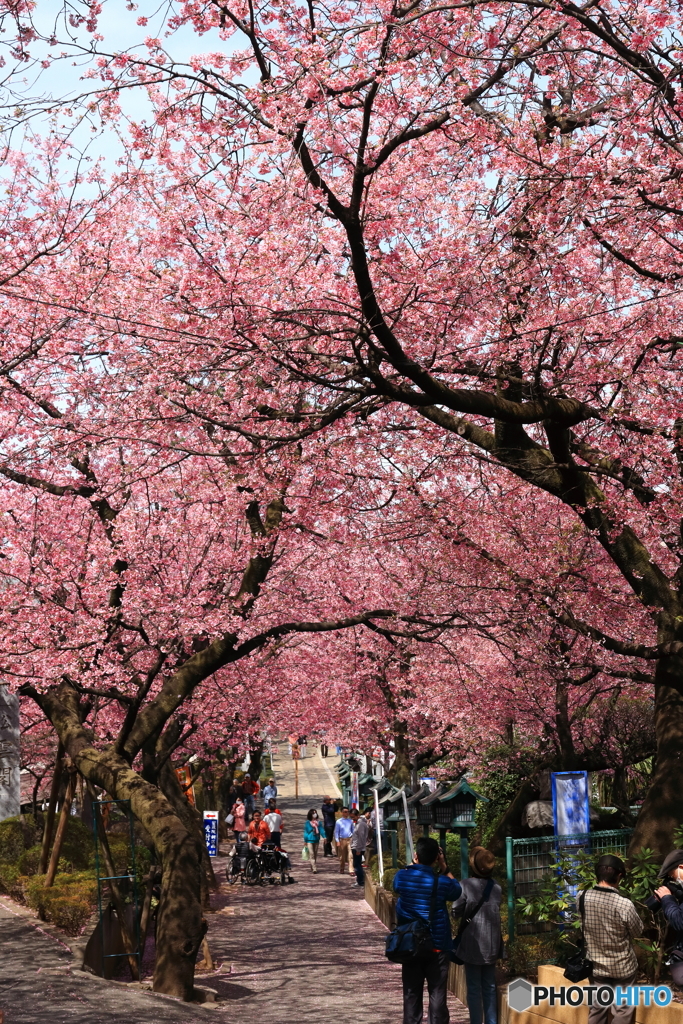 春爛漫の安行桜