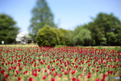 tulip